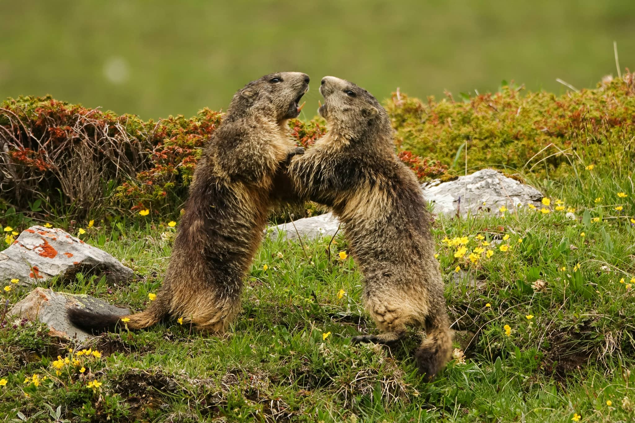 Alpine Wildlife Spotting