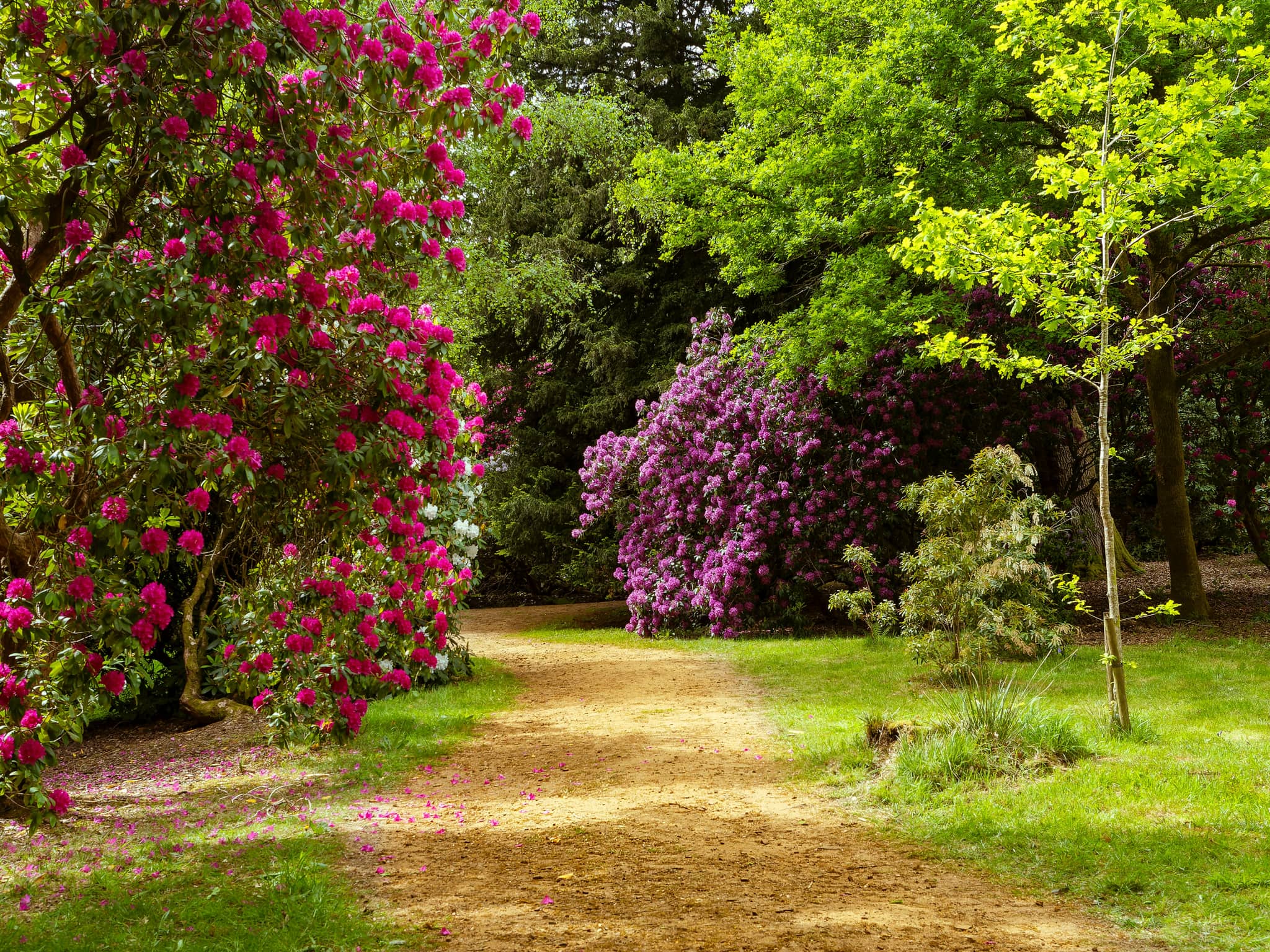 Tranquil Garden Paths
