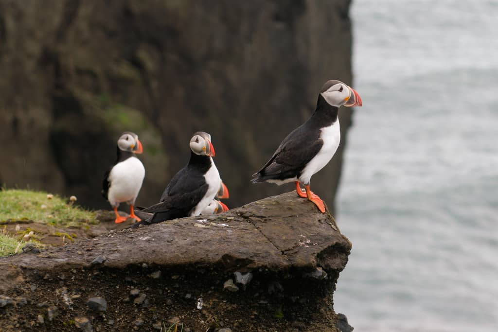 Highlights