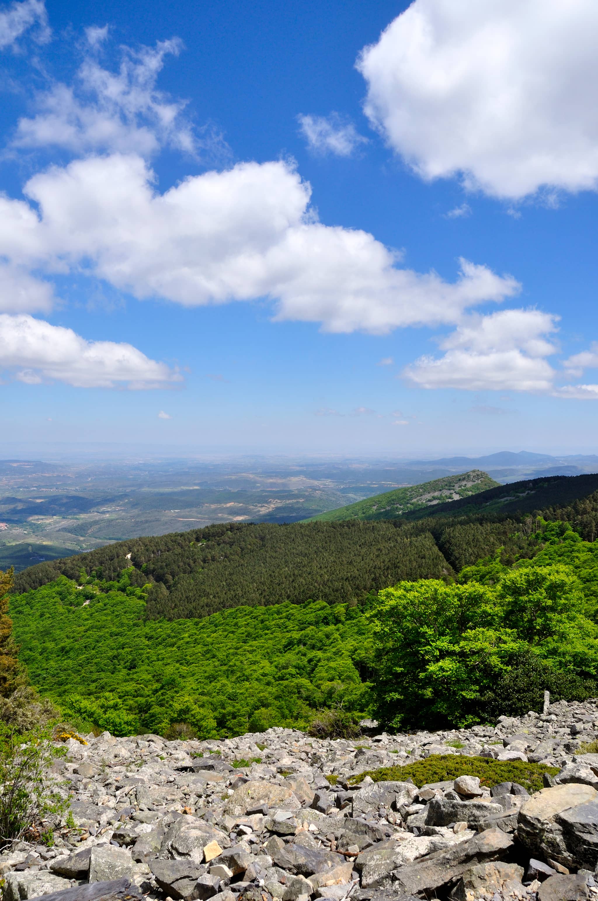 Ancient Beech Forests