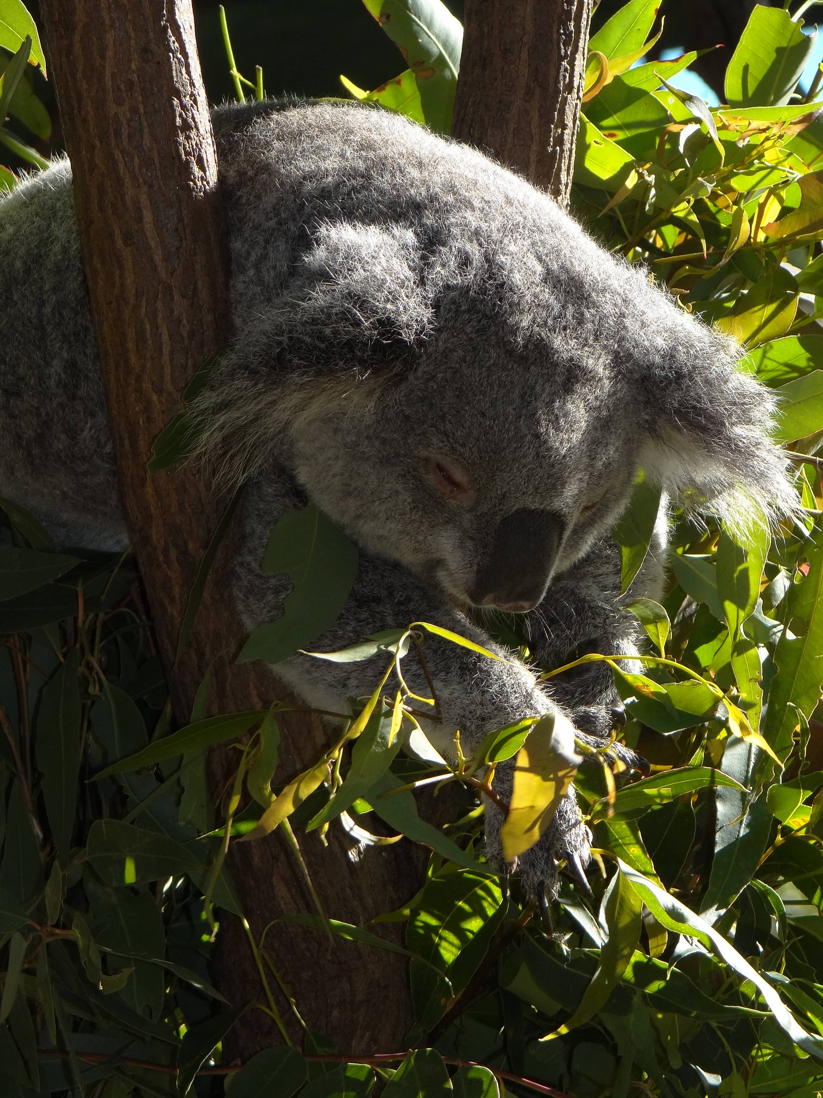 Koala Cuddles & Photos
