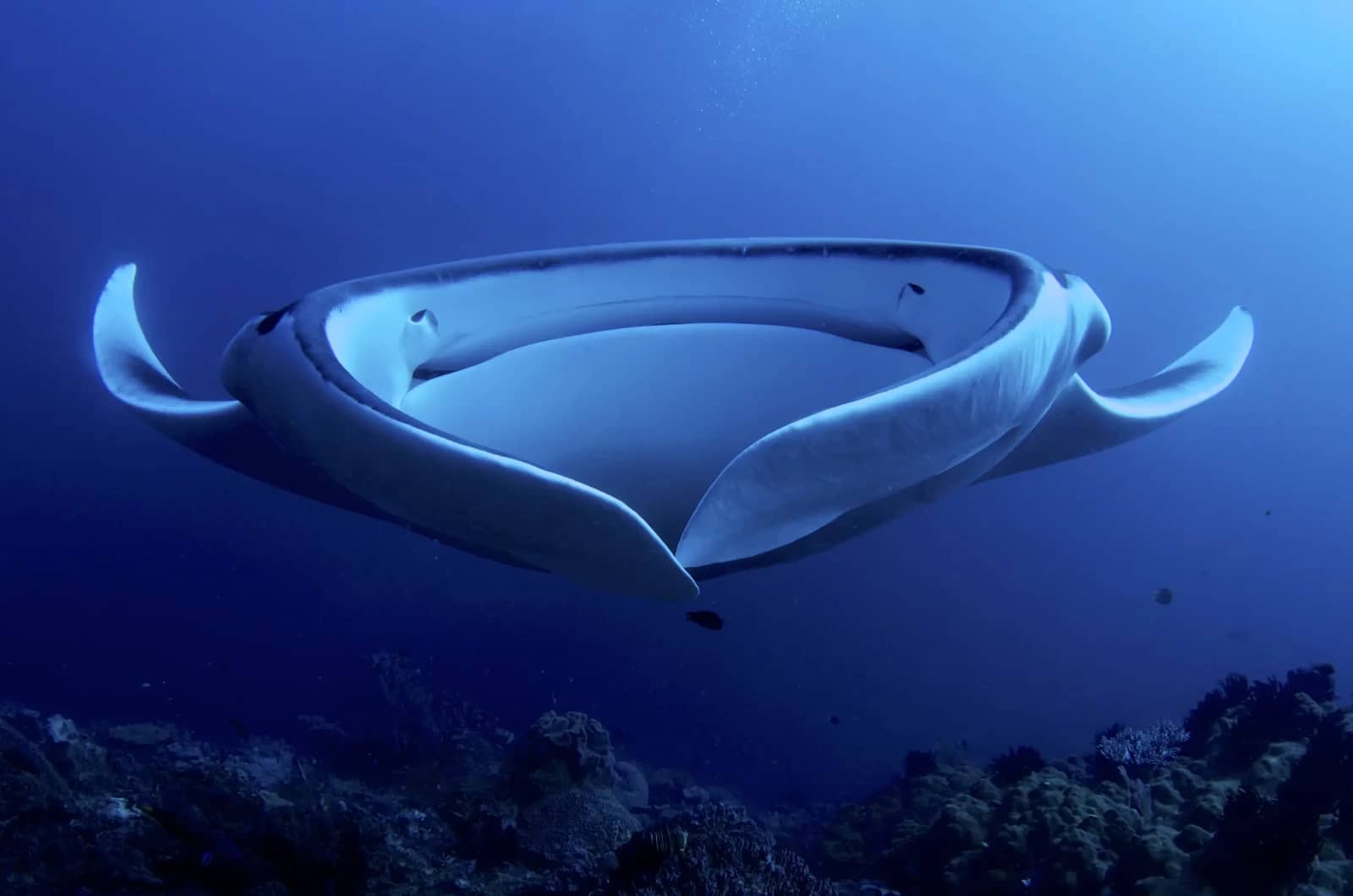 Oceanic Manta Rays