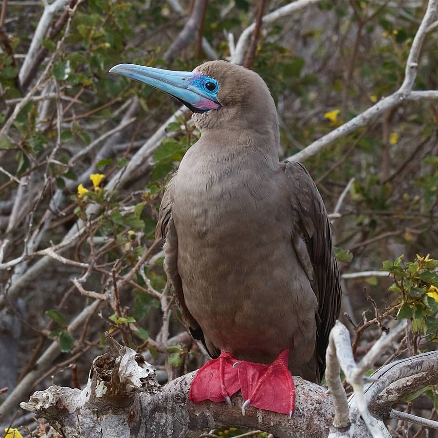 Red-footed Booby Rookery
