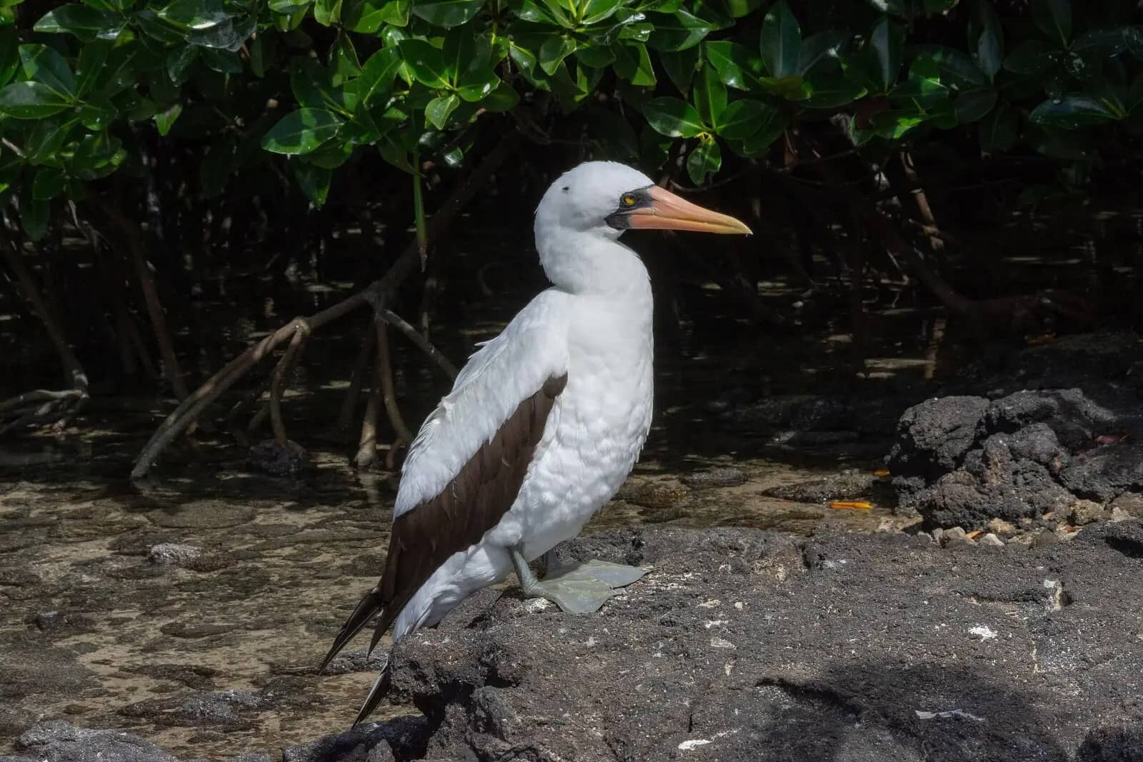 Nazca Booby Cliffs