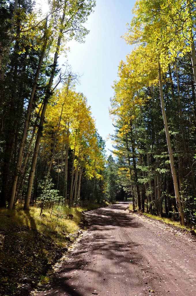 Lone Tree Trail