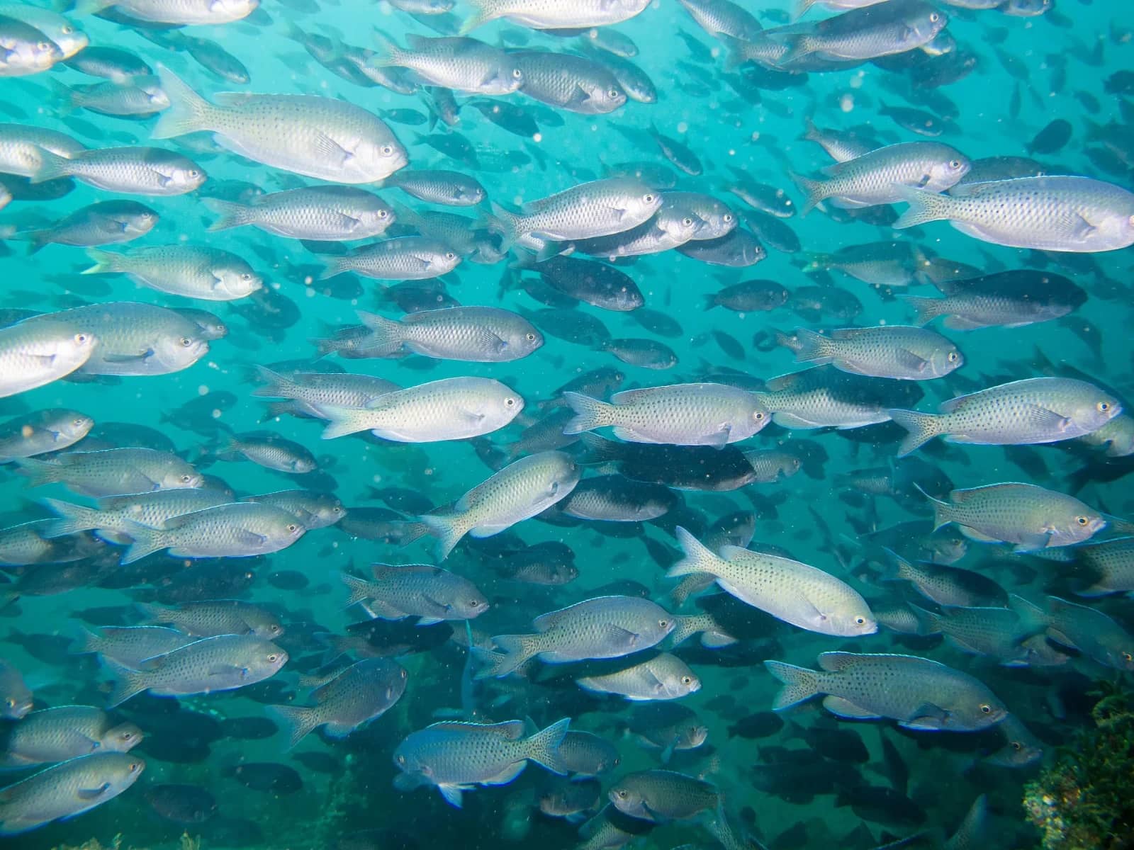 Marine Life Encounters