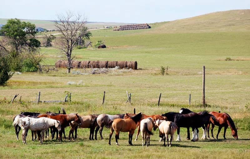 Picnic Spots & Wildlife
