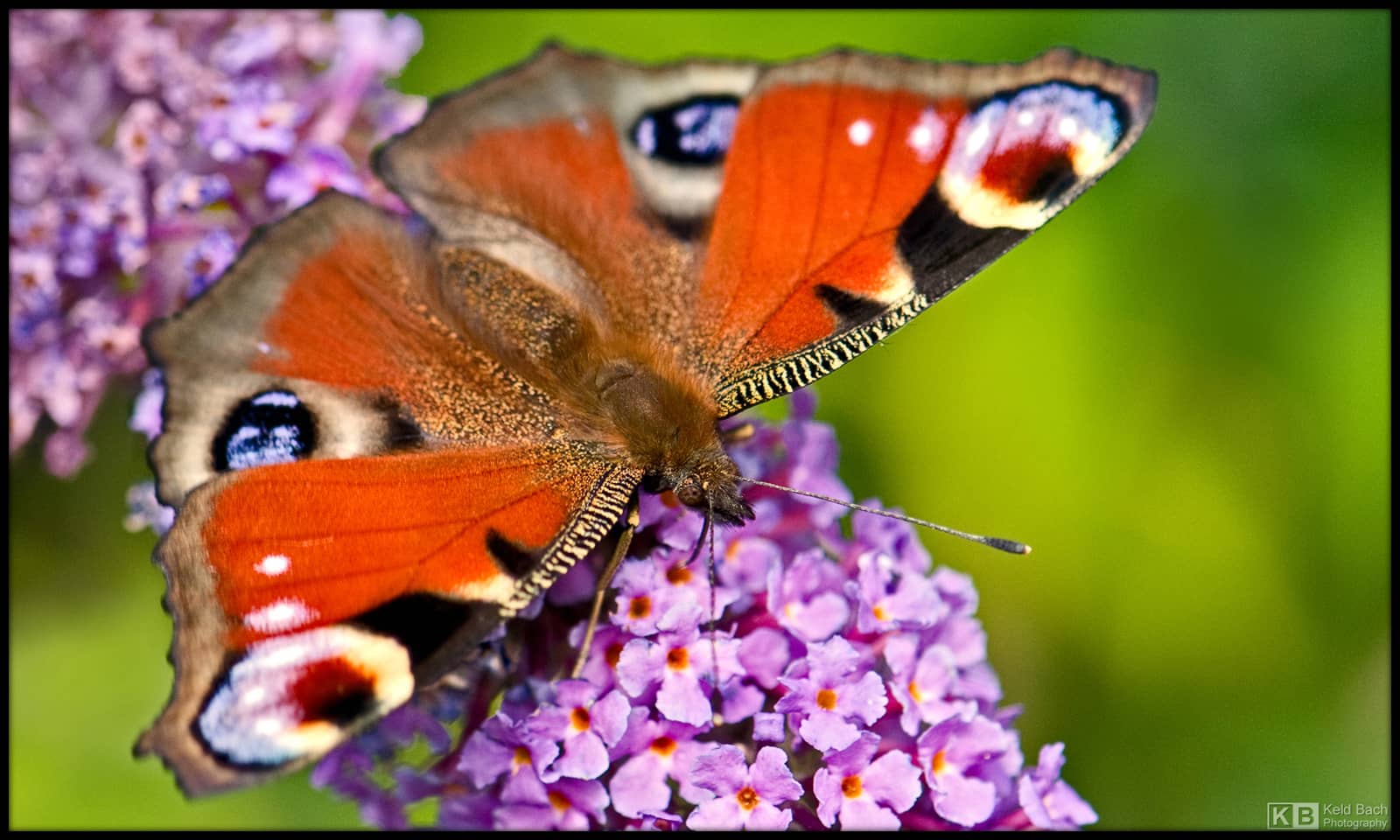 Butterfly and Bird Haven