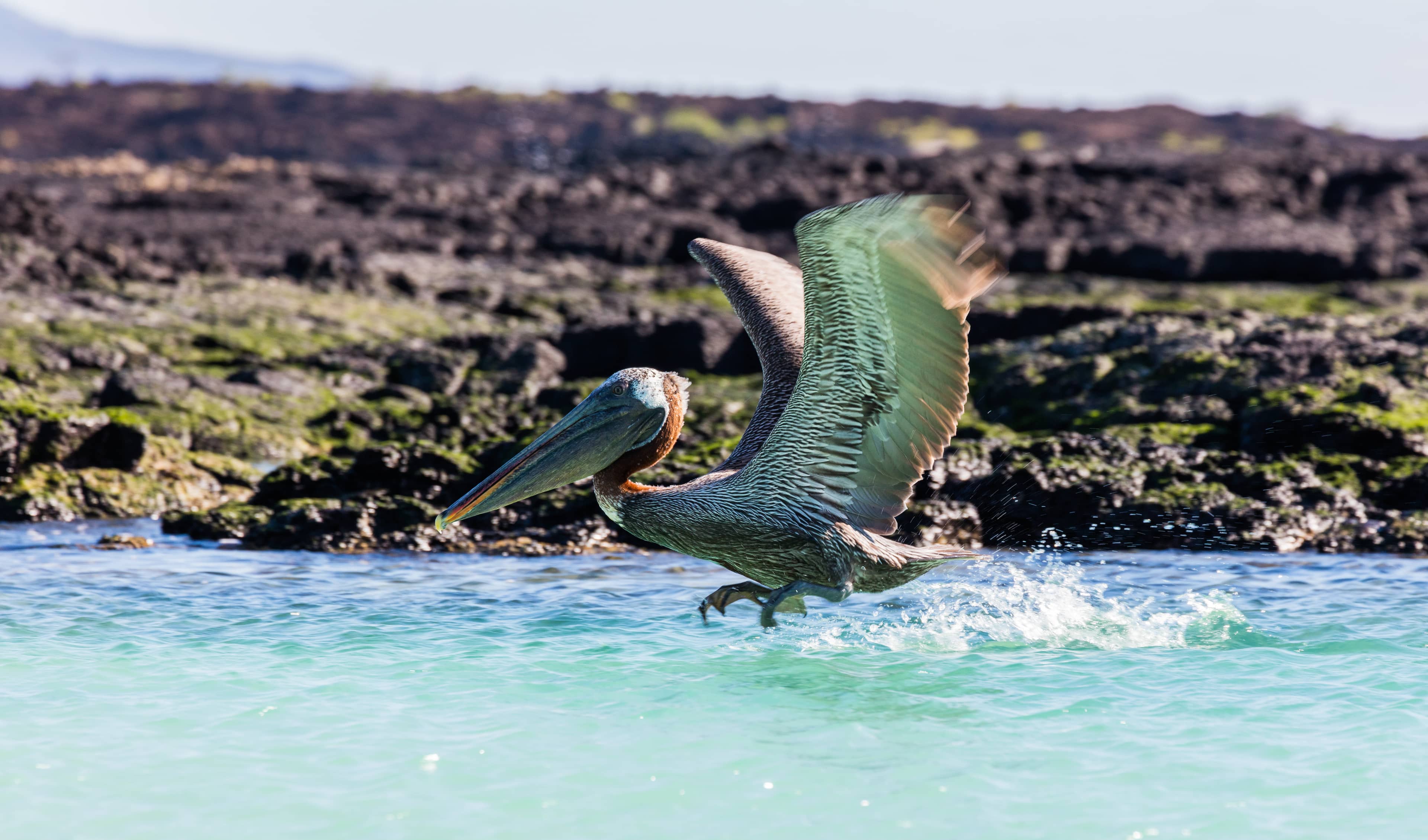 Coastal Wildlife Walk