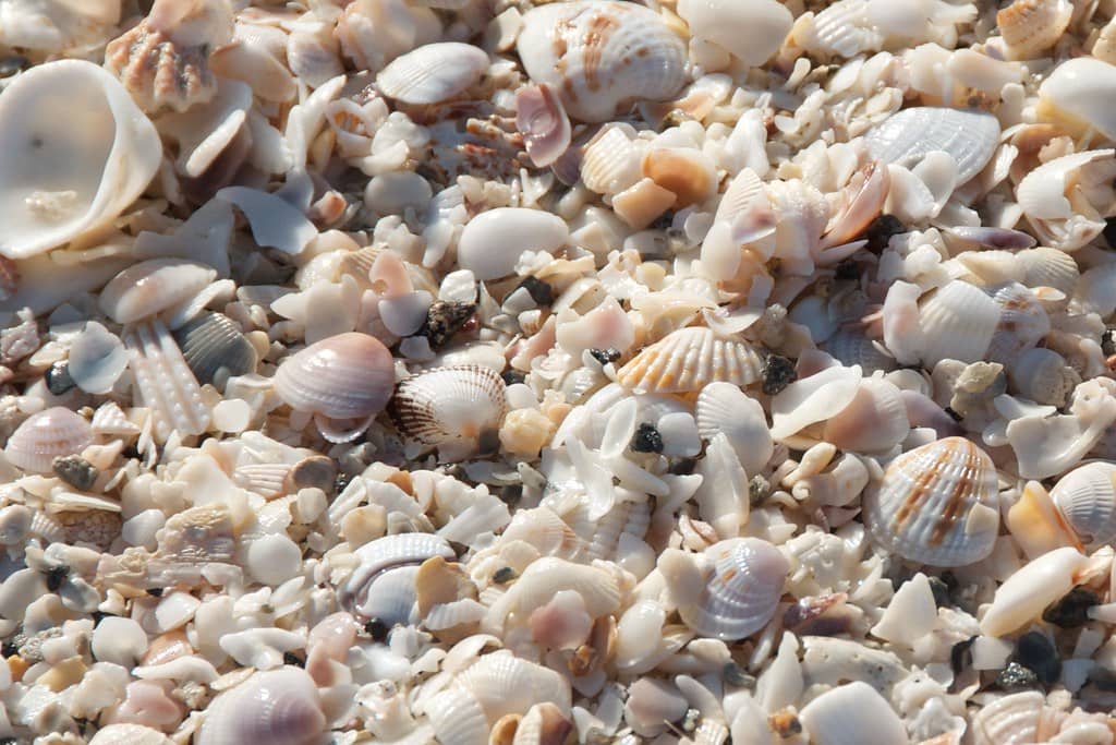 Shelling Opportunities