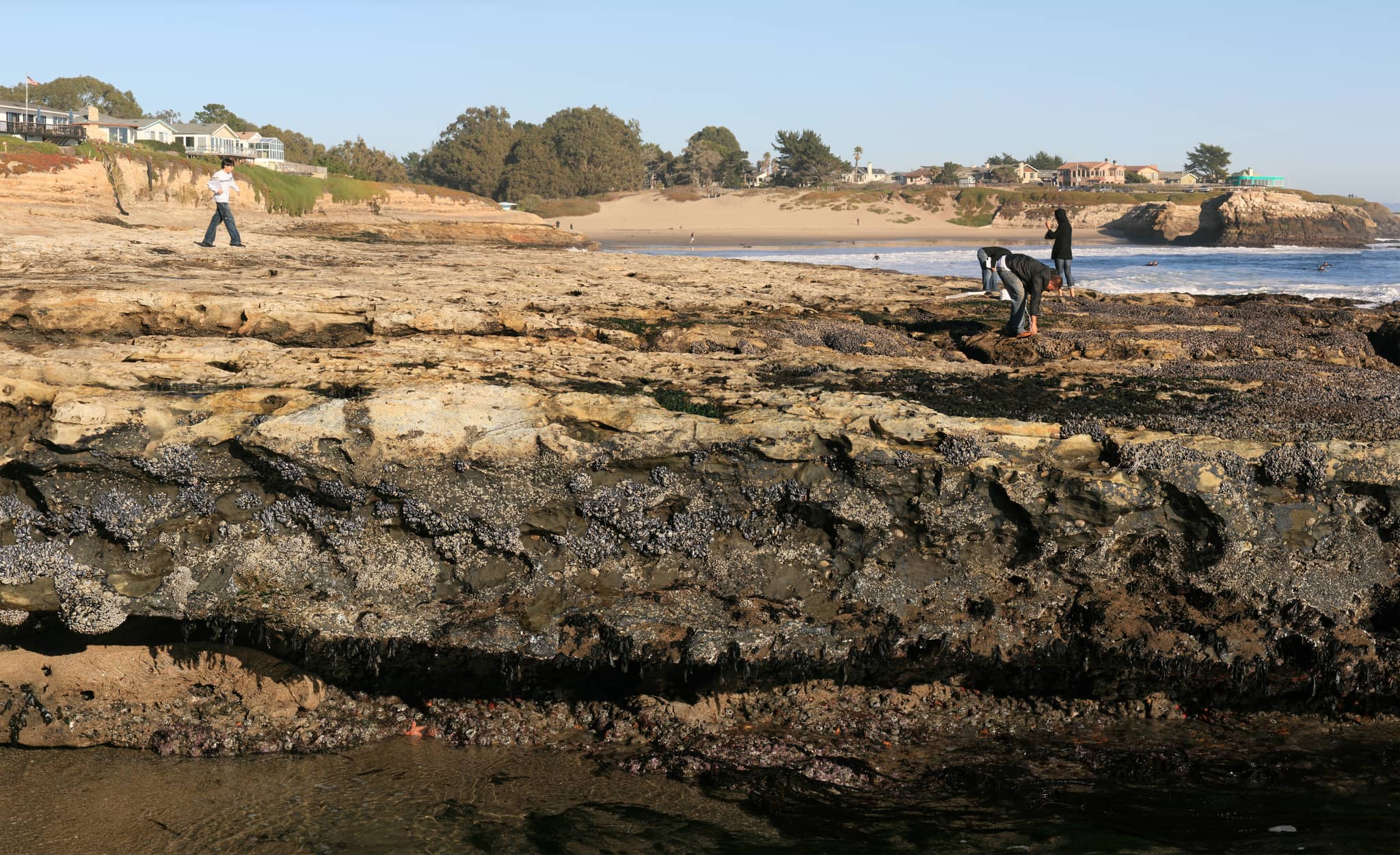 Tide Pools Exploration