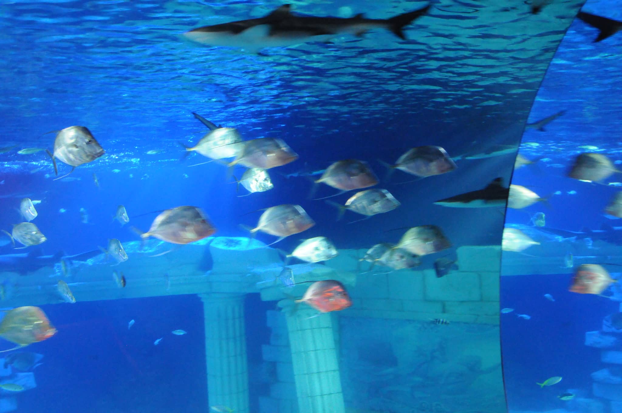 Penguin Pool