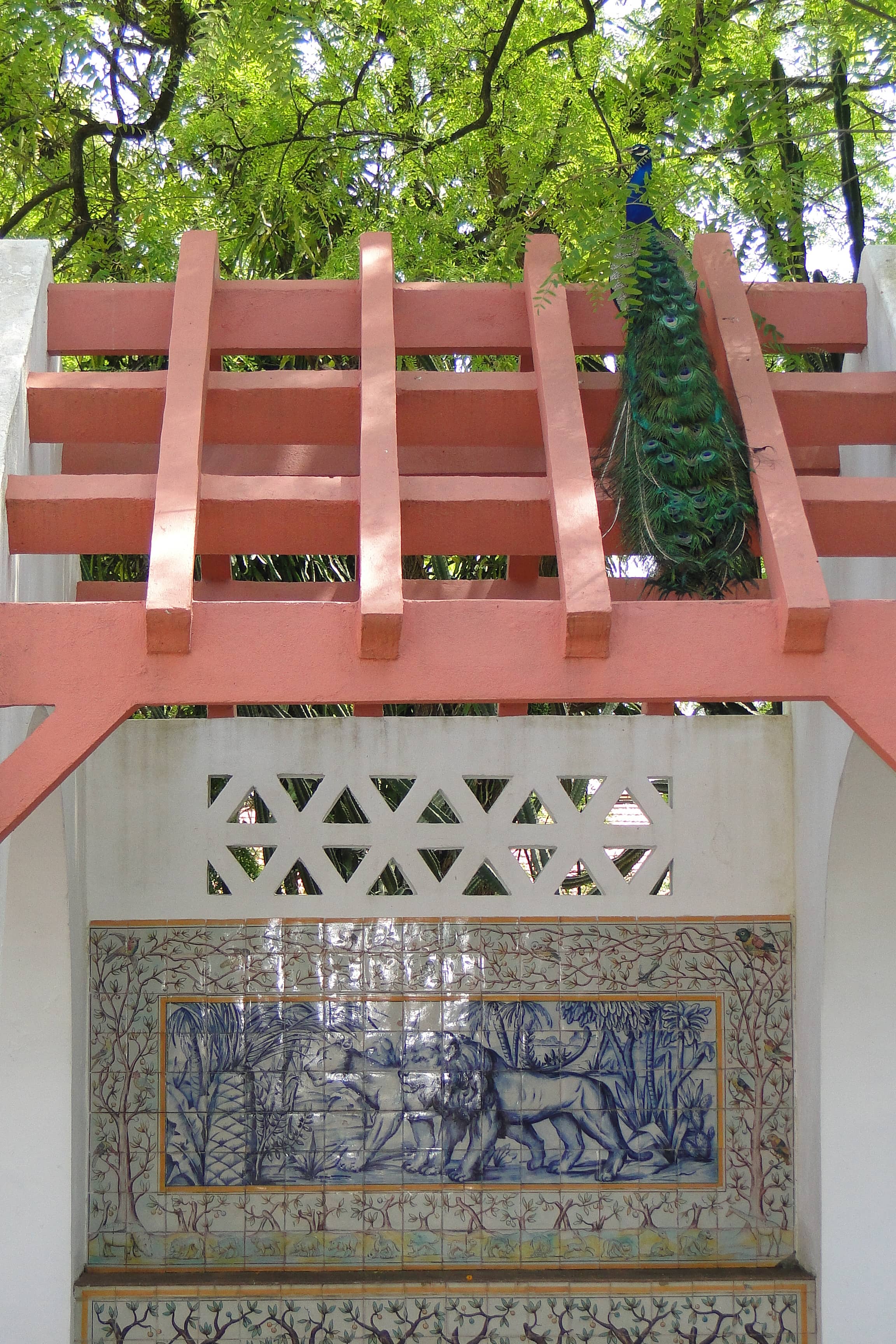 Free-Roaming Peacocks