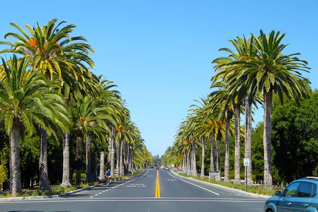 Palm Drive