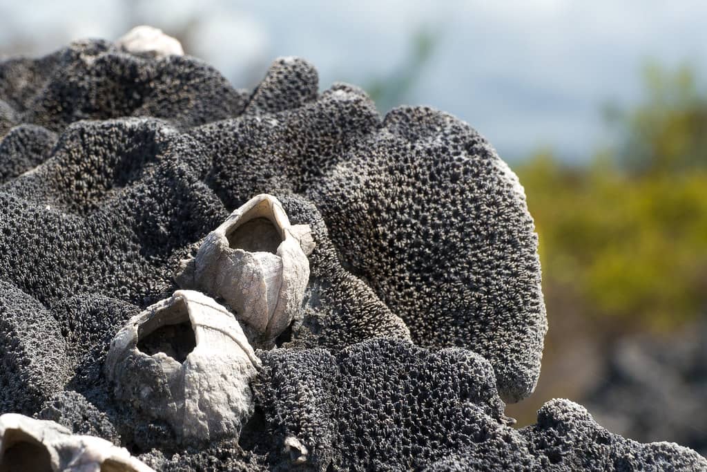 Giant Tortoise Sightings