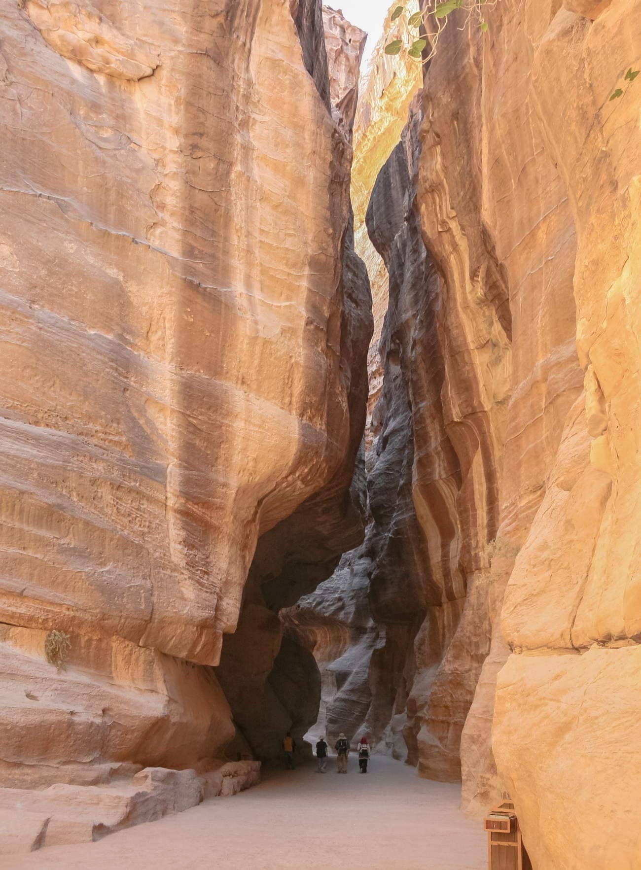 Majestic Draft Horses