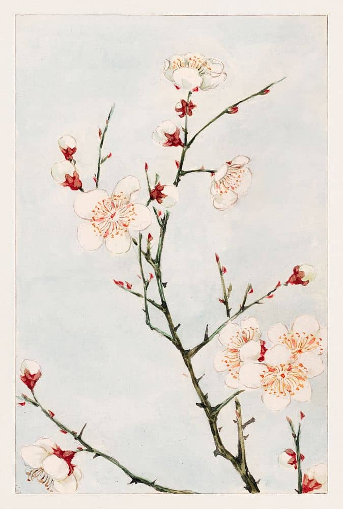 Cherry Blossoms