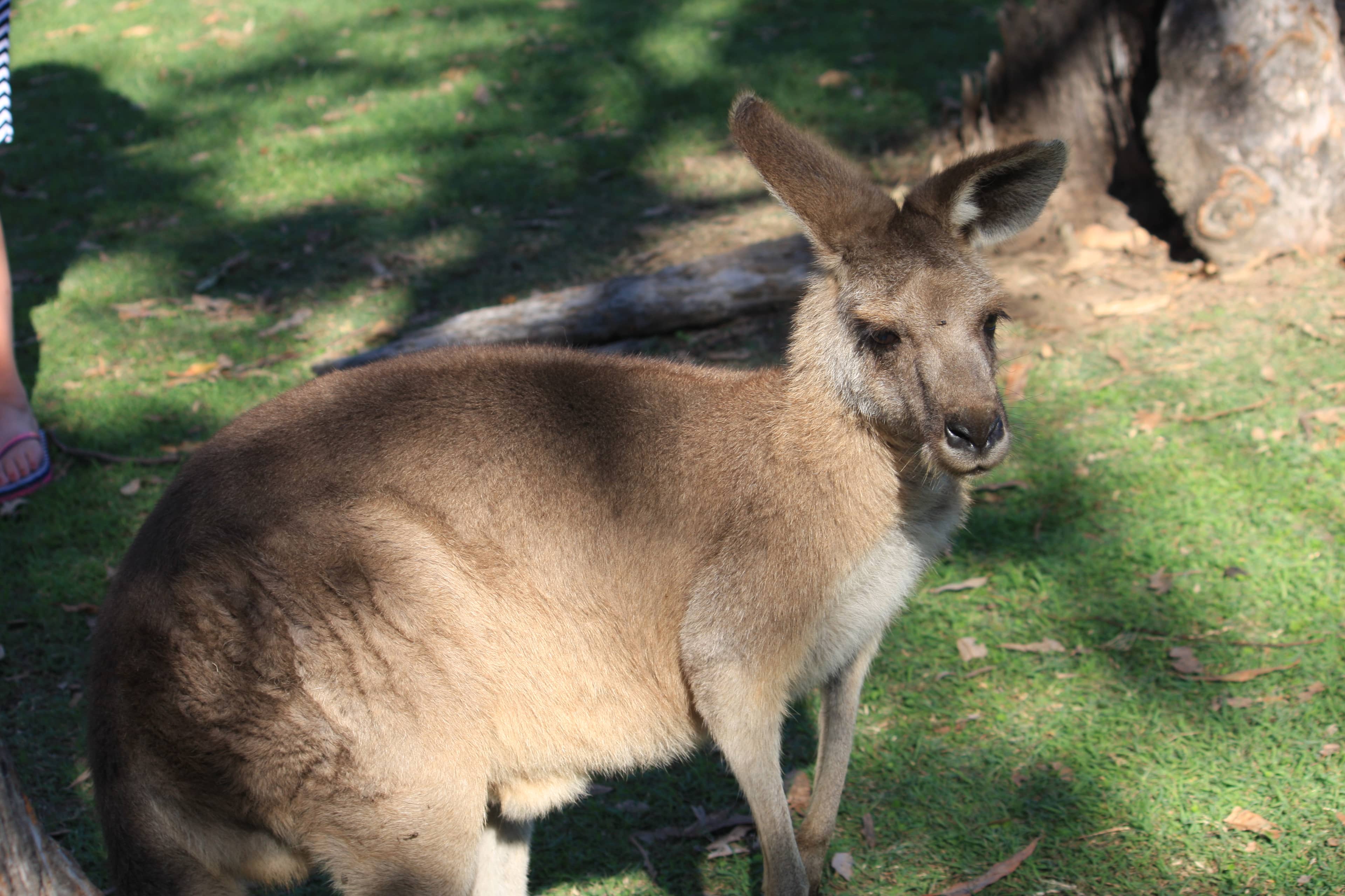 Kangaroo Feeding