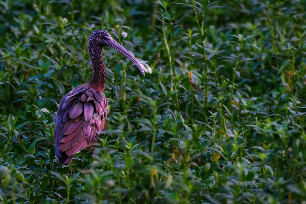 Birdwatching Opportunities