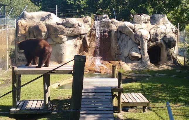 Alligator Viewing Window