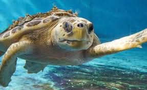 Sea Turtle Rehabilitation Center