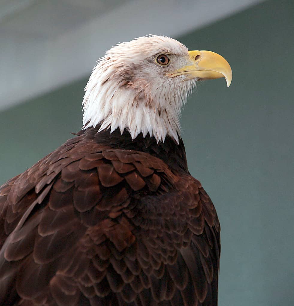 Bald Eagle Exhibit