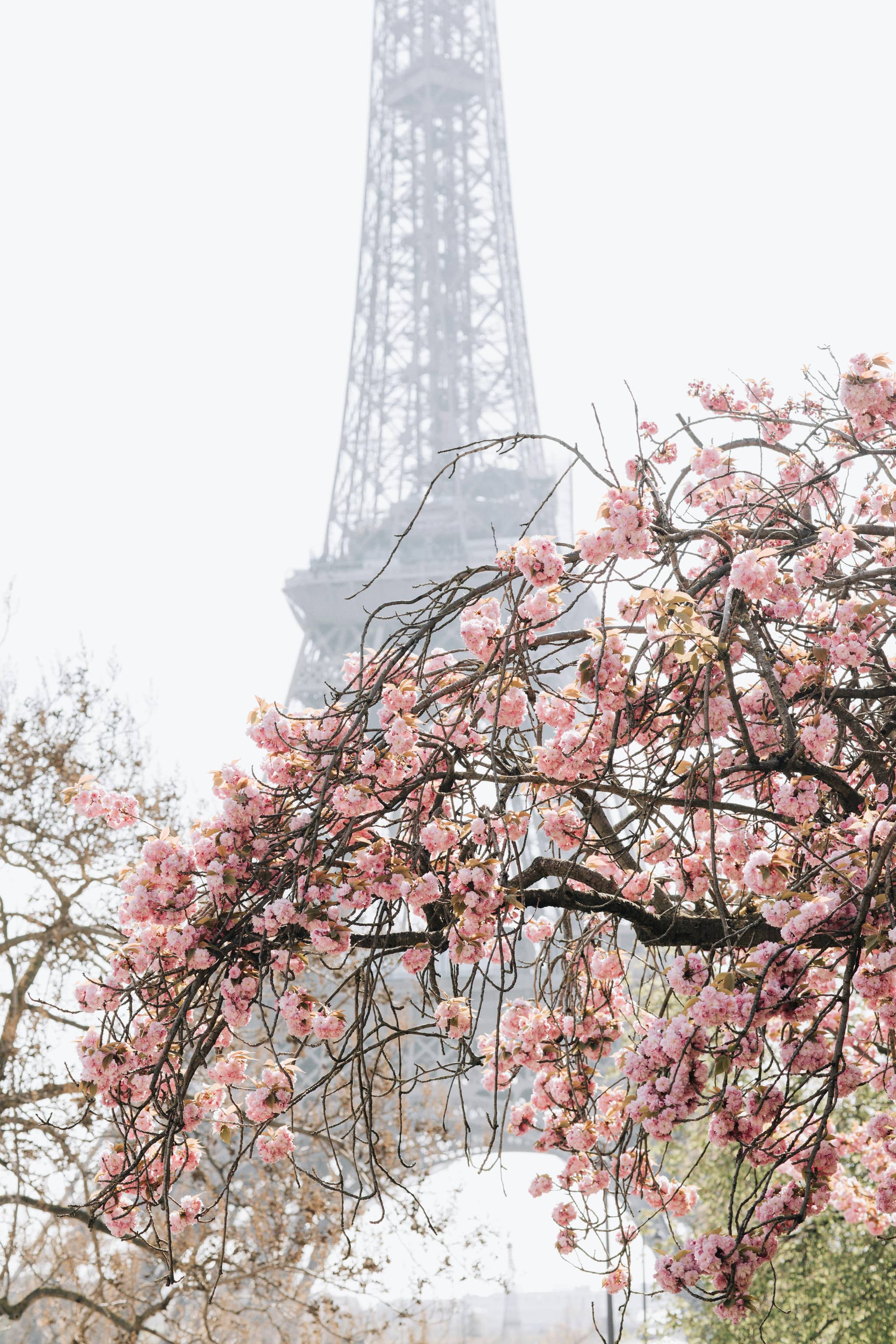 Cherry Blossom Photo Ops (Seasonal)