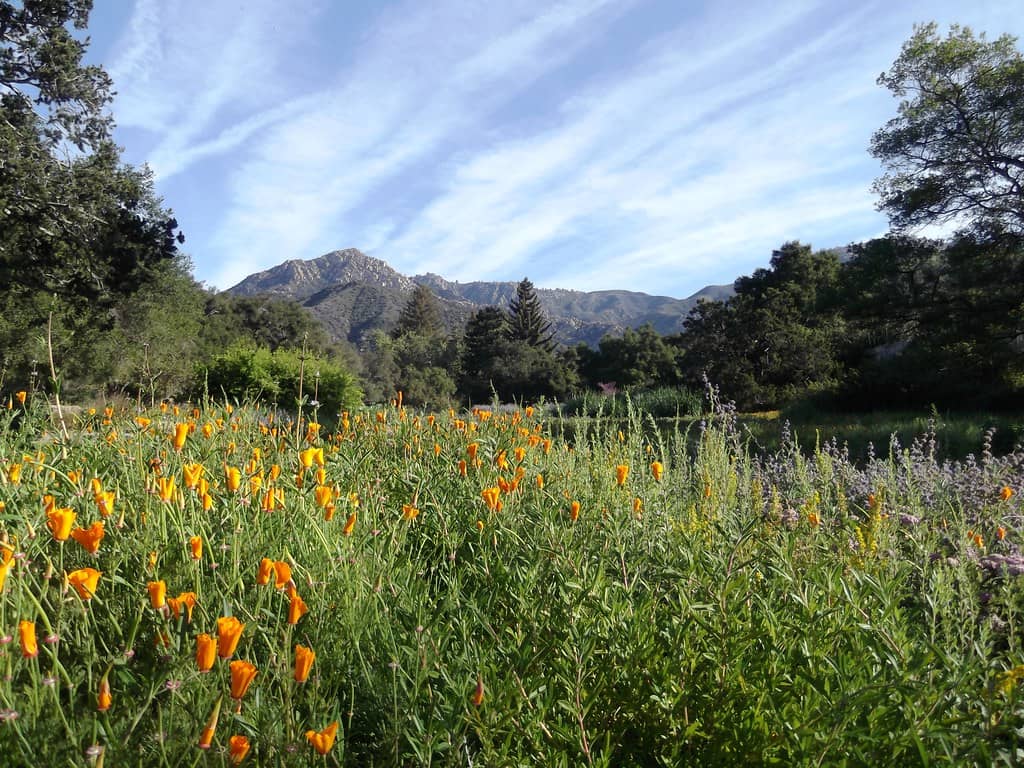 Santa Barbara Botanic Garden