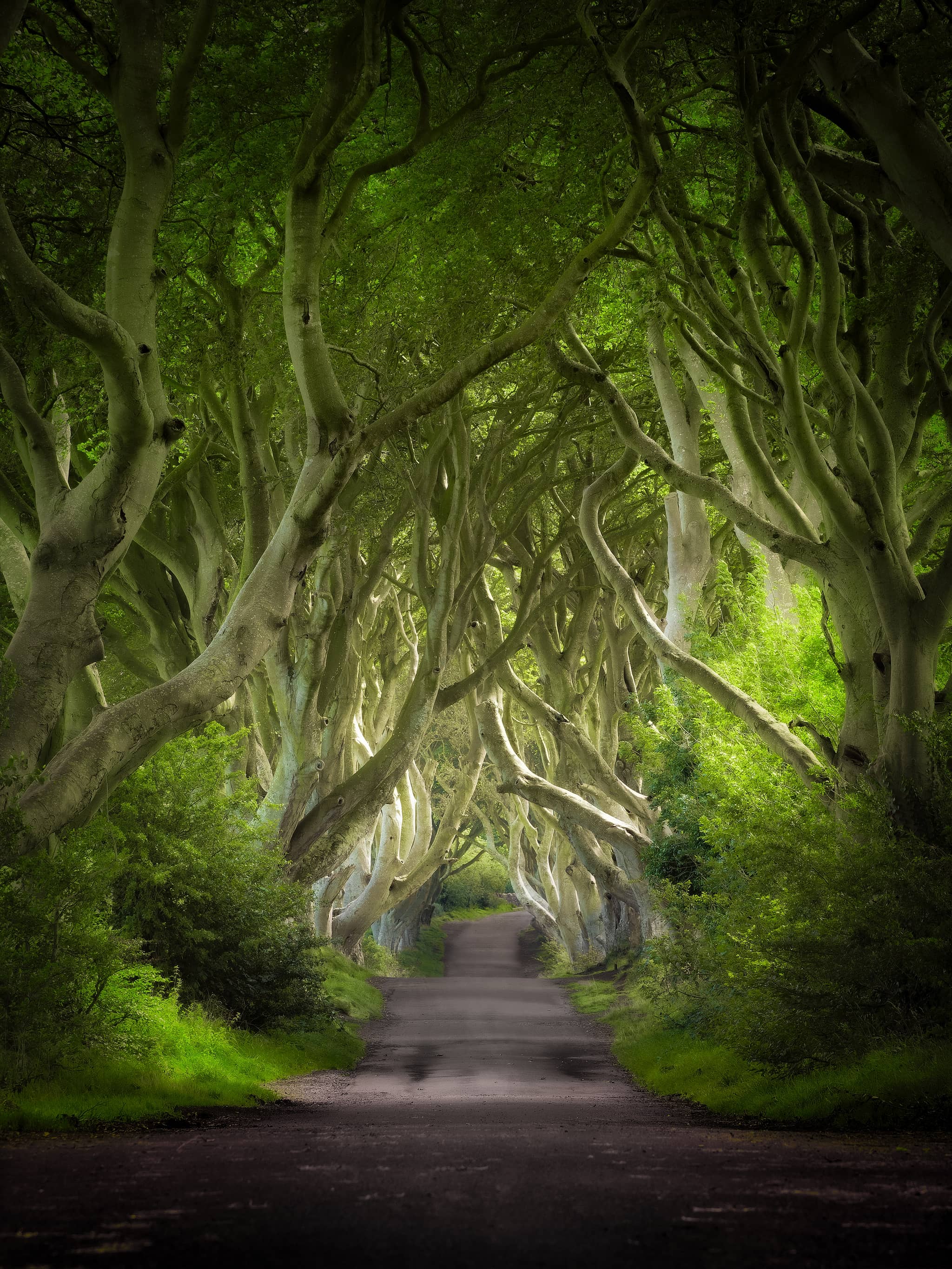 Tunnel of Trees