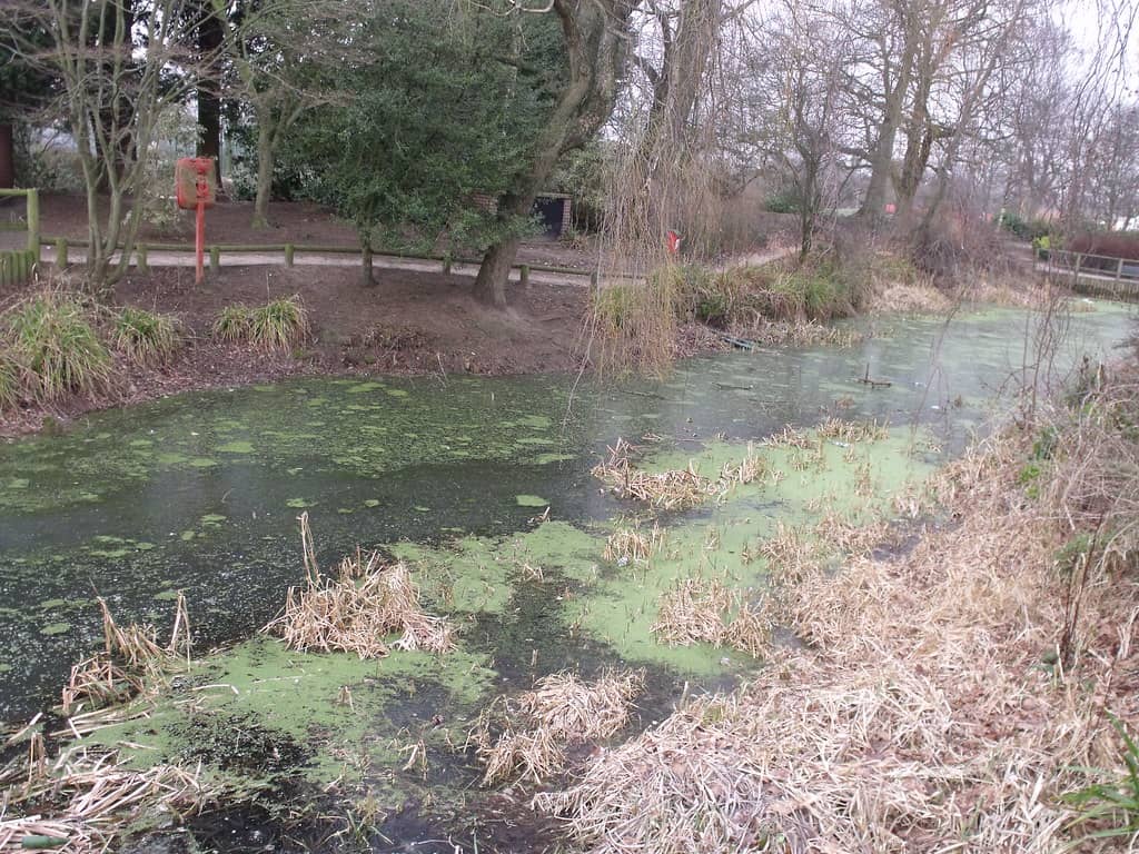 Pond and Water Birds