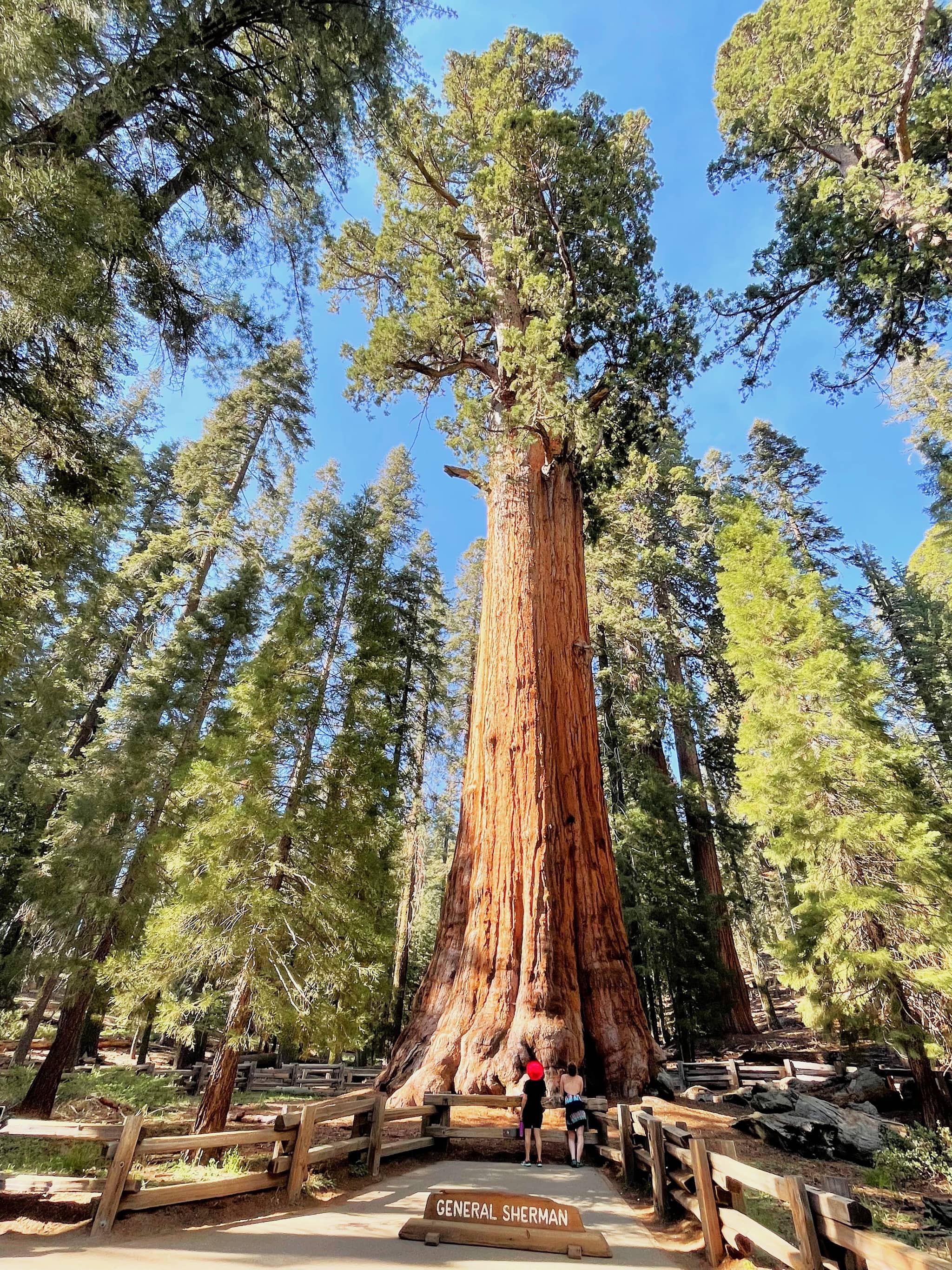 Diverse Tree Species