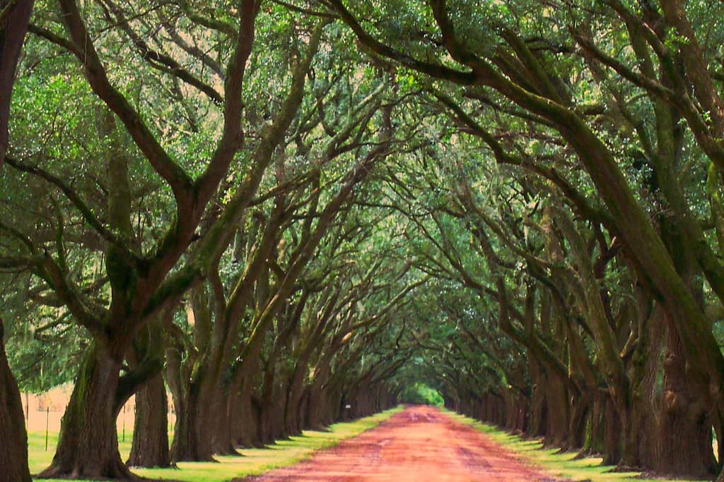 Mature Live Oak Trees