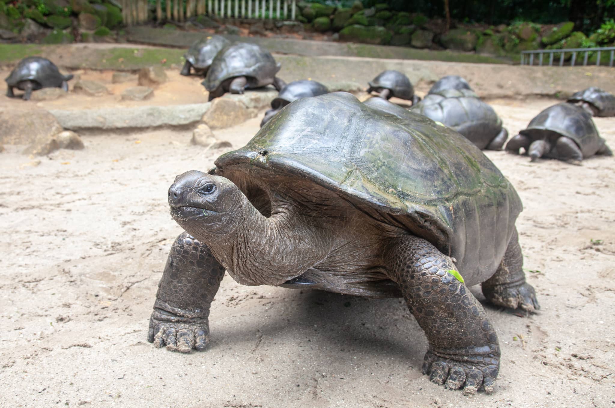 Giant Tortoise Enclosure