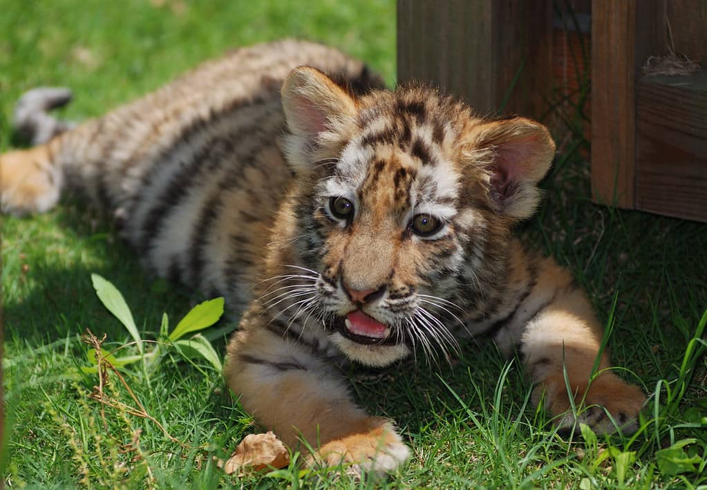 Adorable Baby Animals
