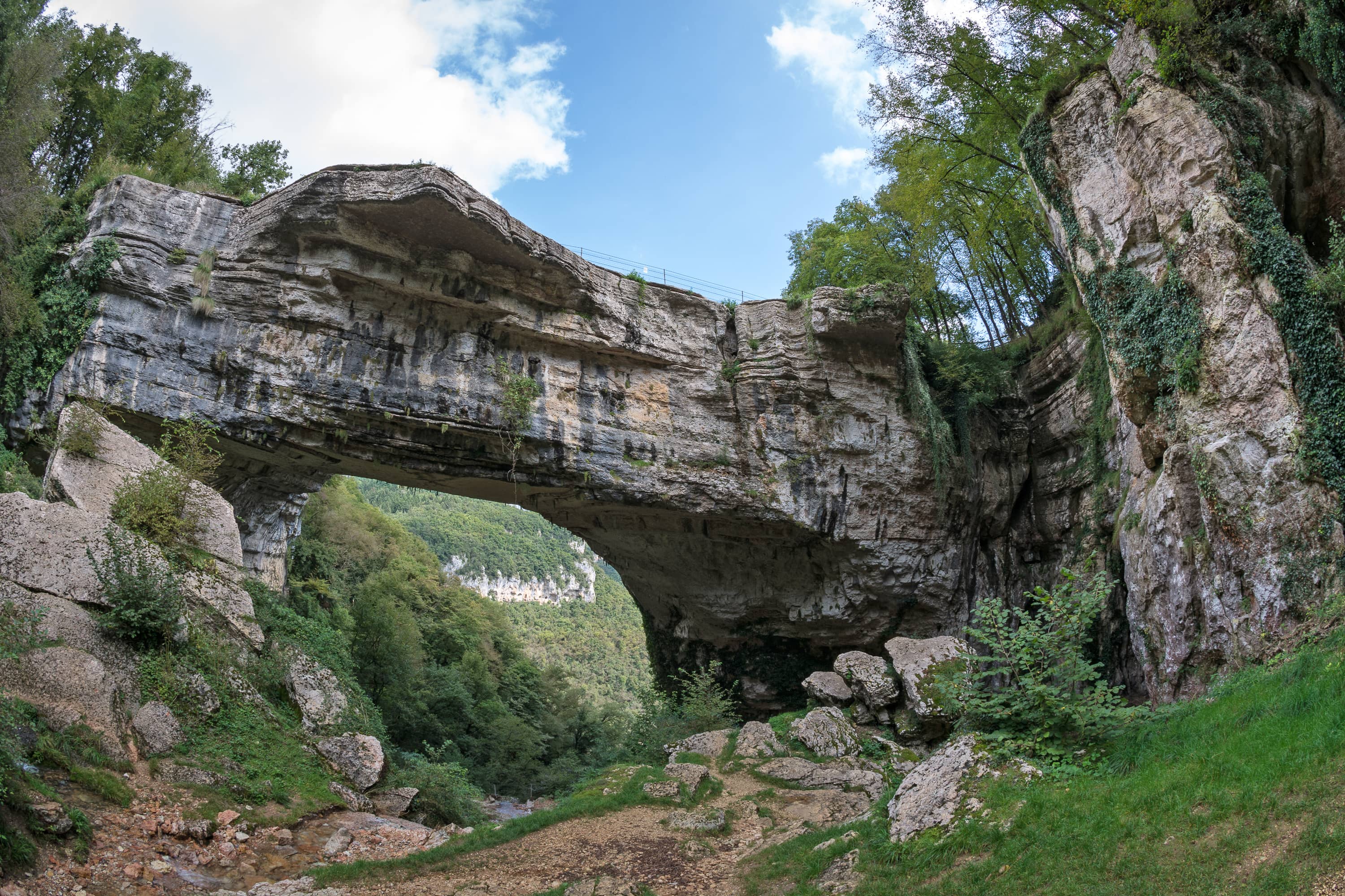 Rainforest-like Trails