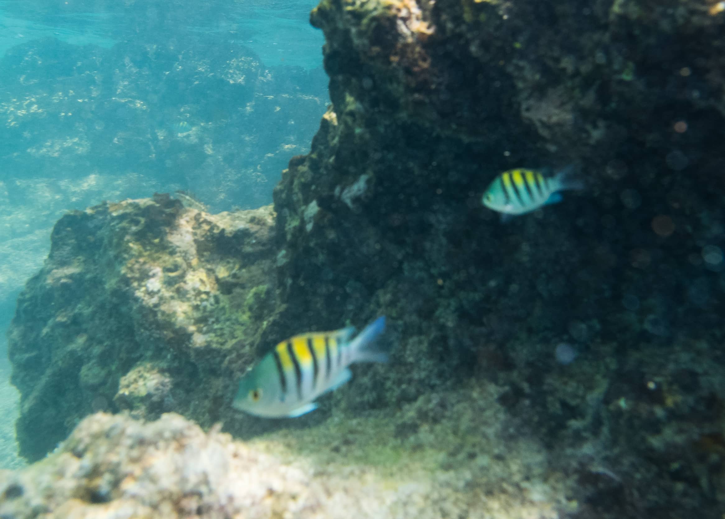 Marine Life Encounters