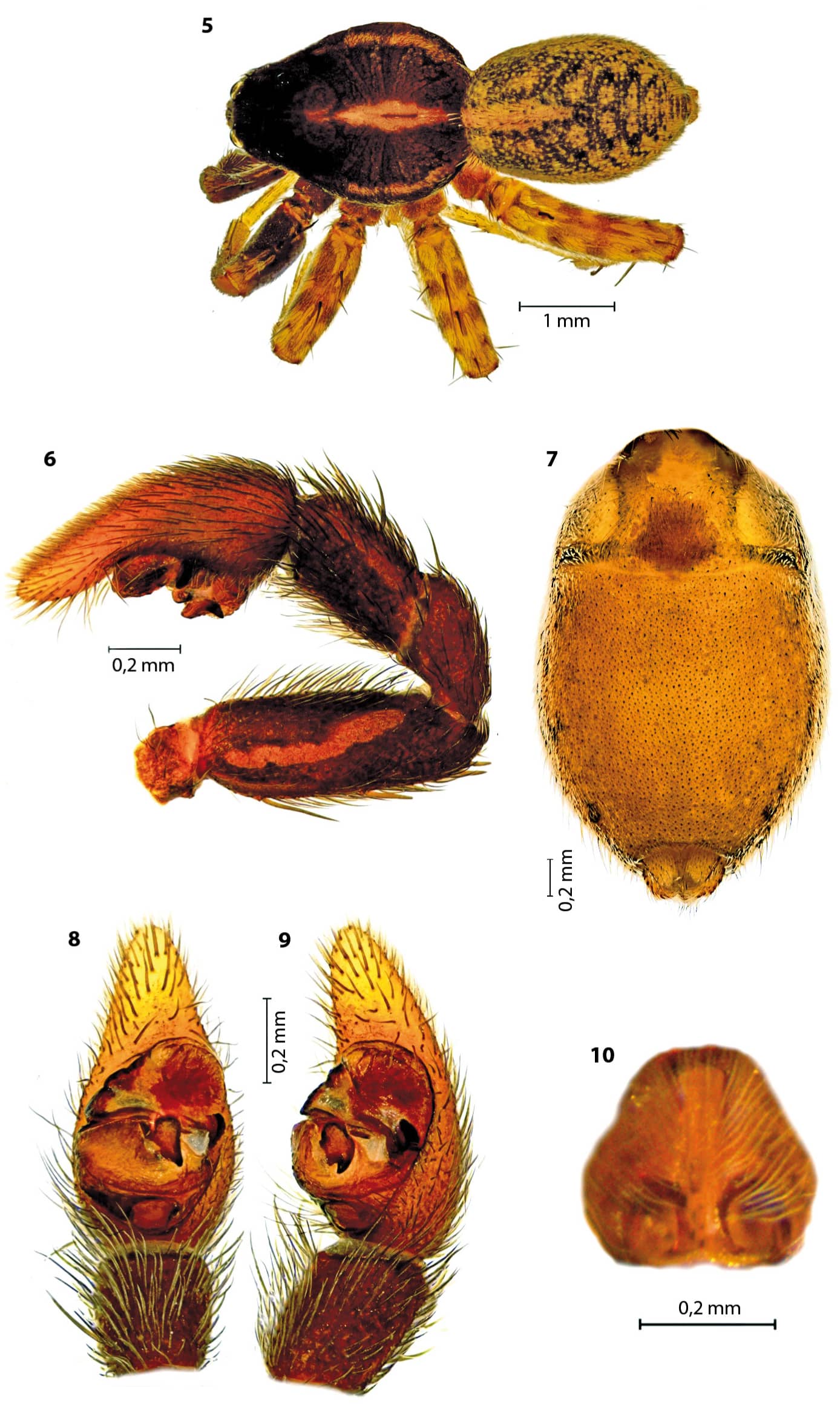 Preserved Aquatic Life