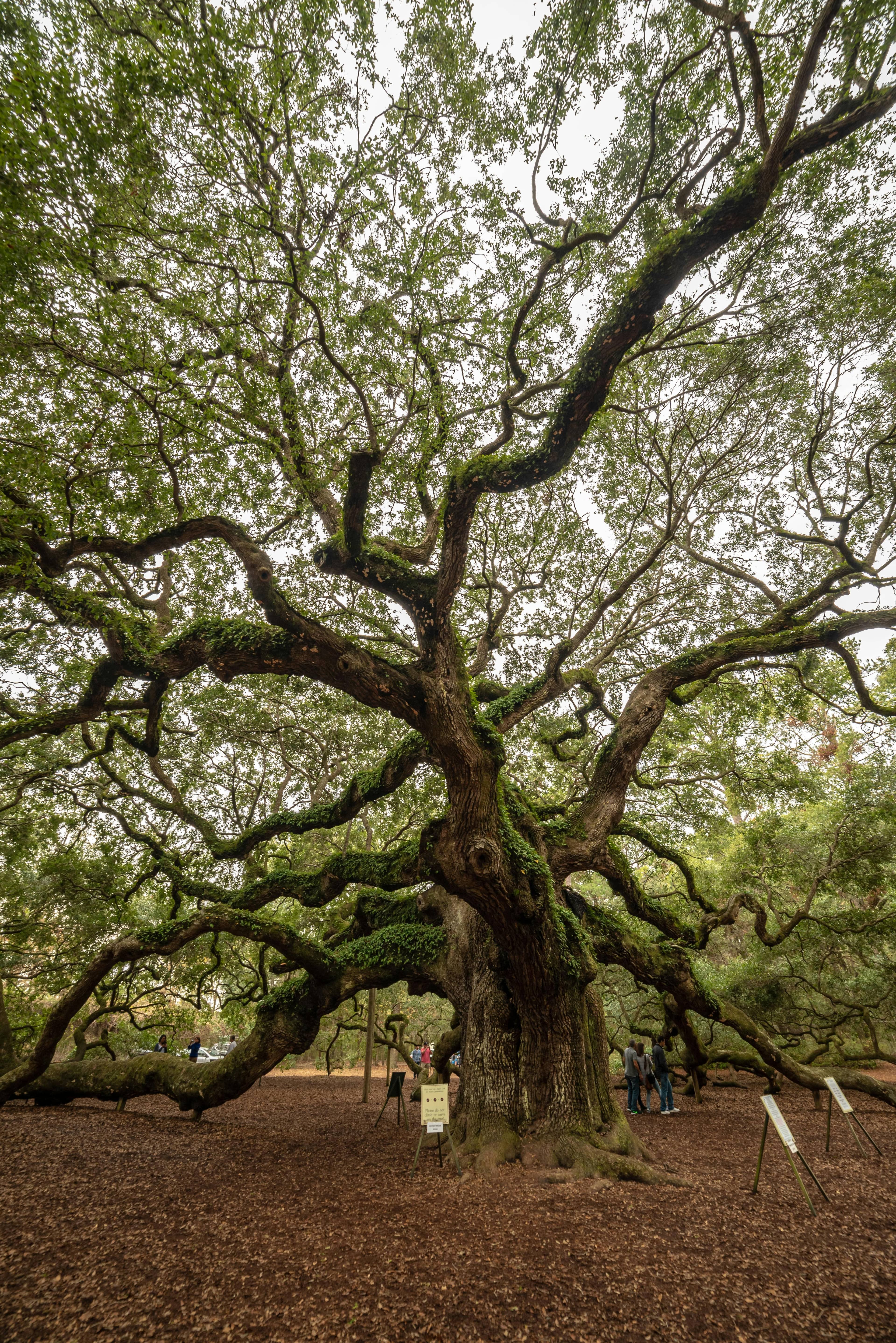 Sprawling Canopy