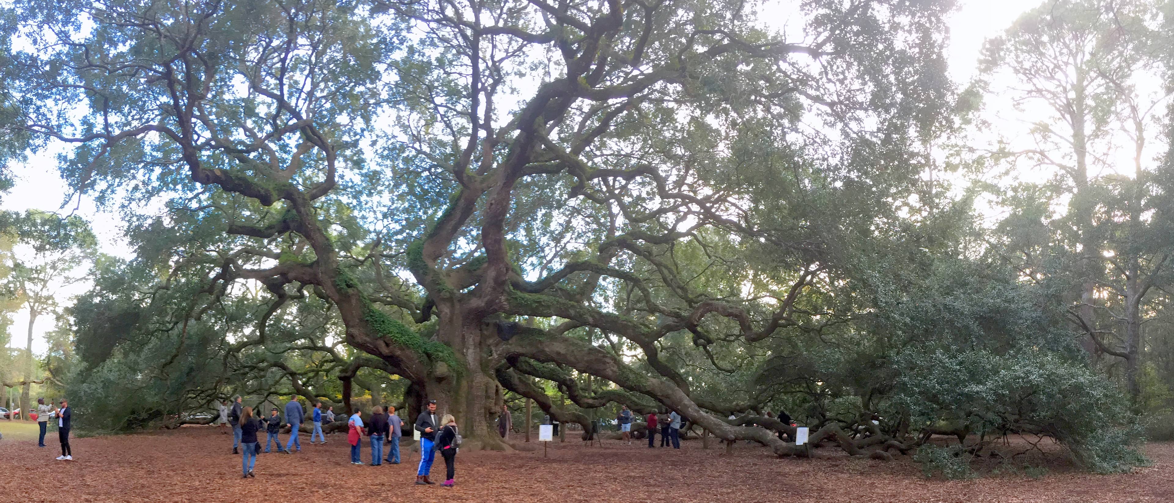 Angel Oak Preserve