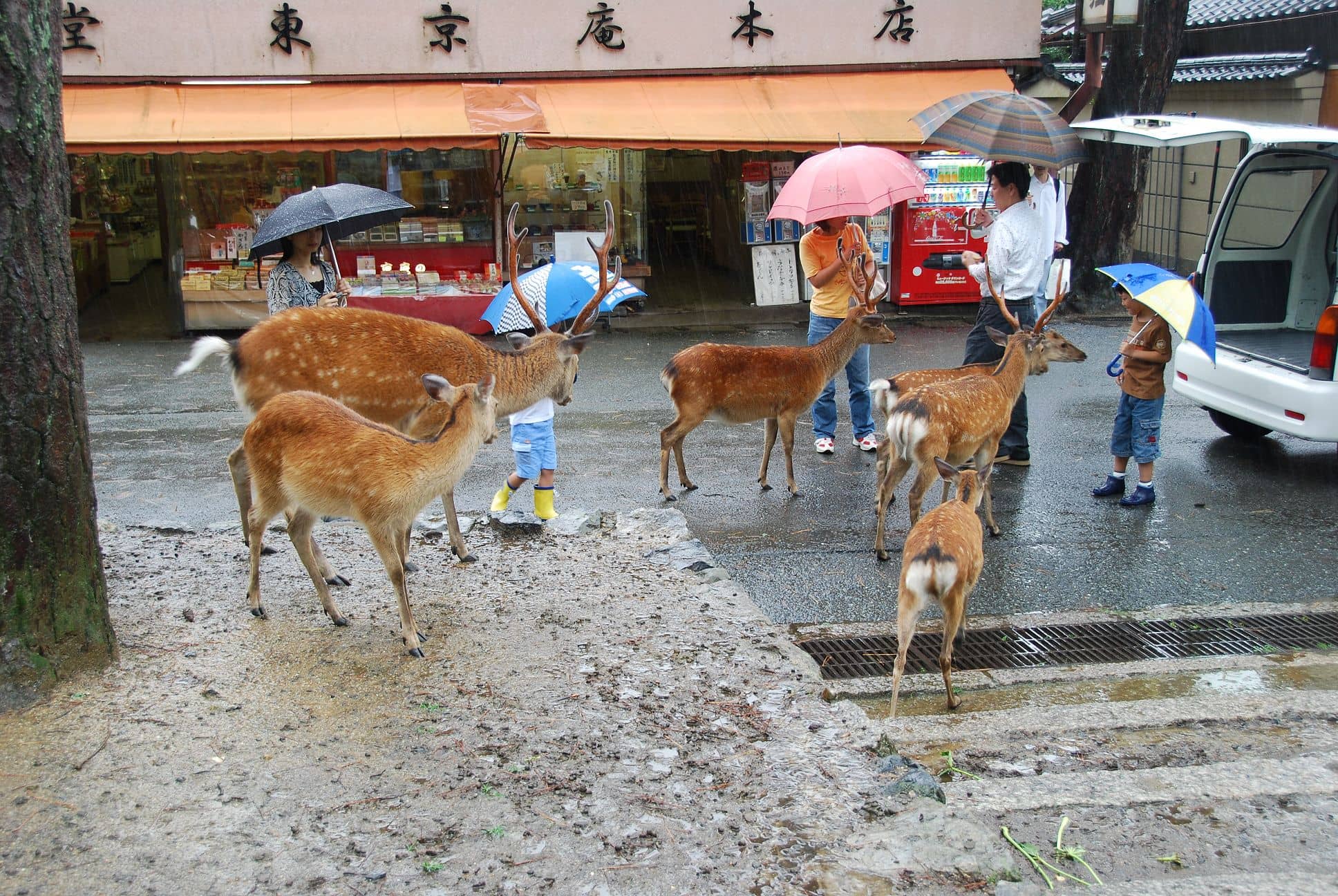 Sacred Deer Encounters
