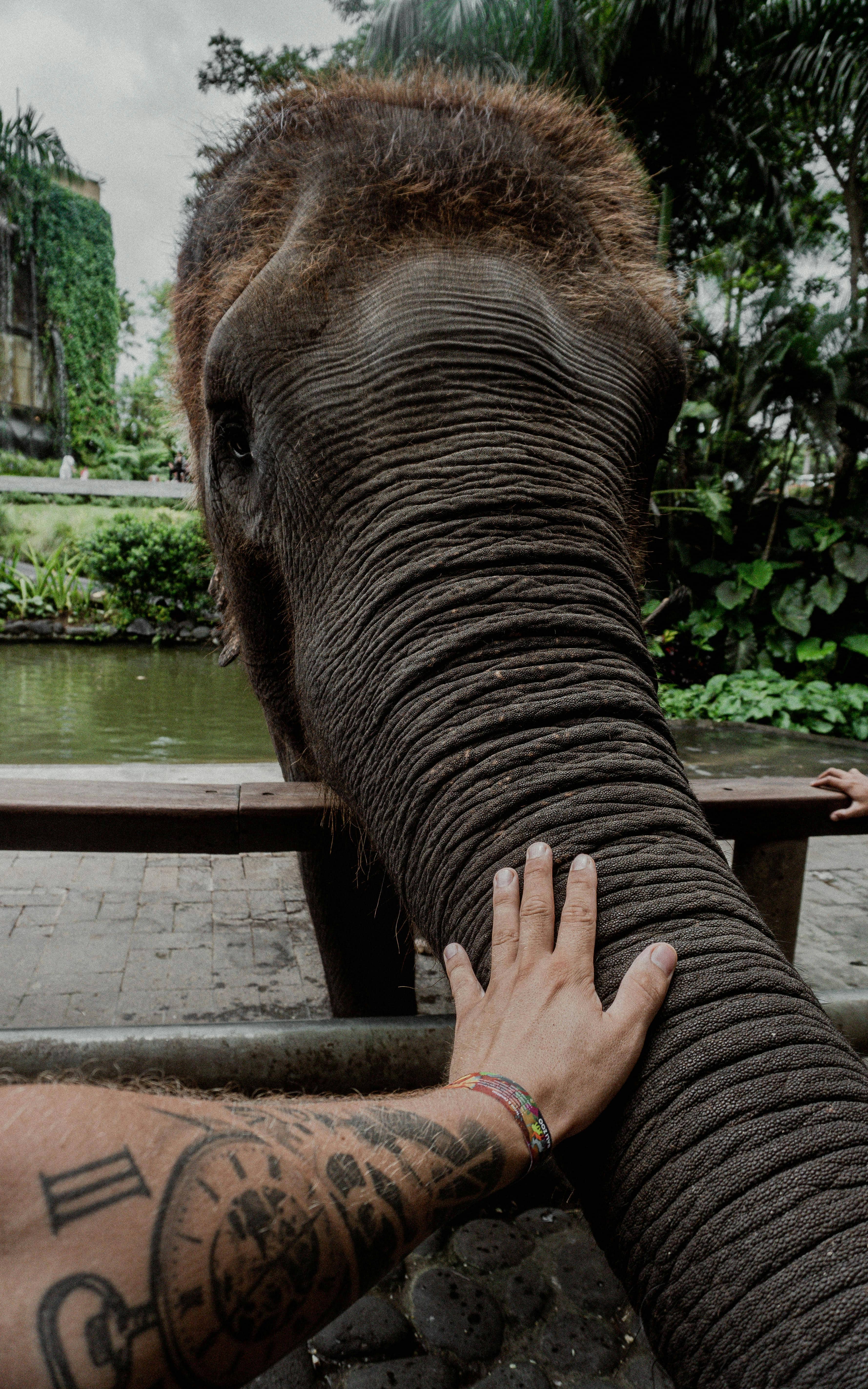 Elephant Encounters