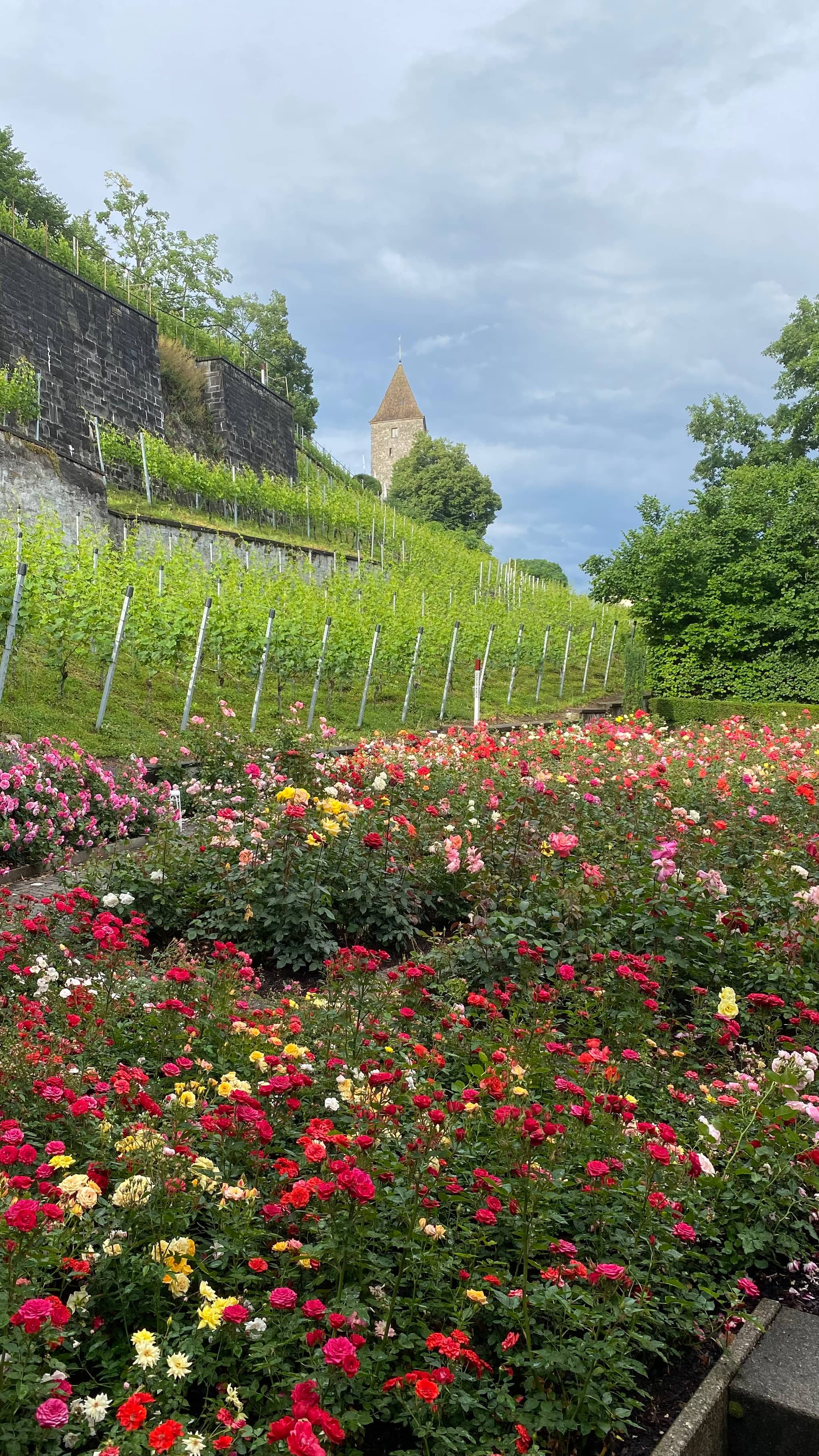 Rose Gardens