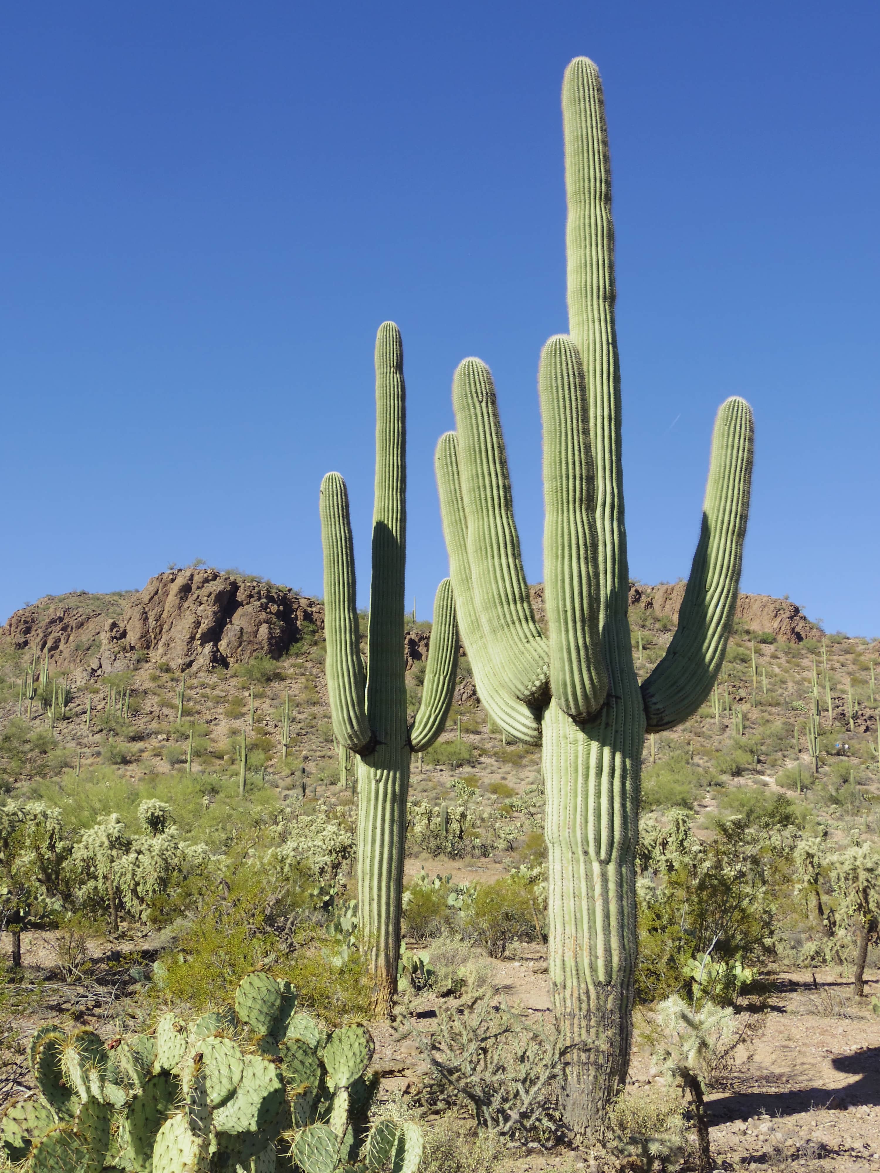 Saguaro Cactus Forests