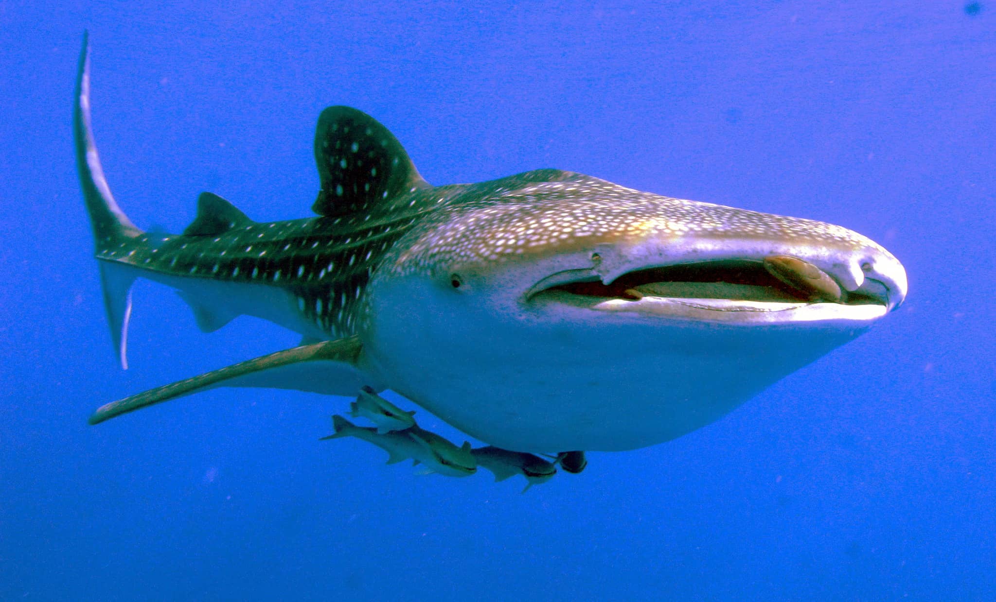 Whale Shark & Cetacean Spotting