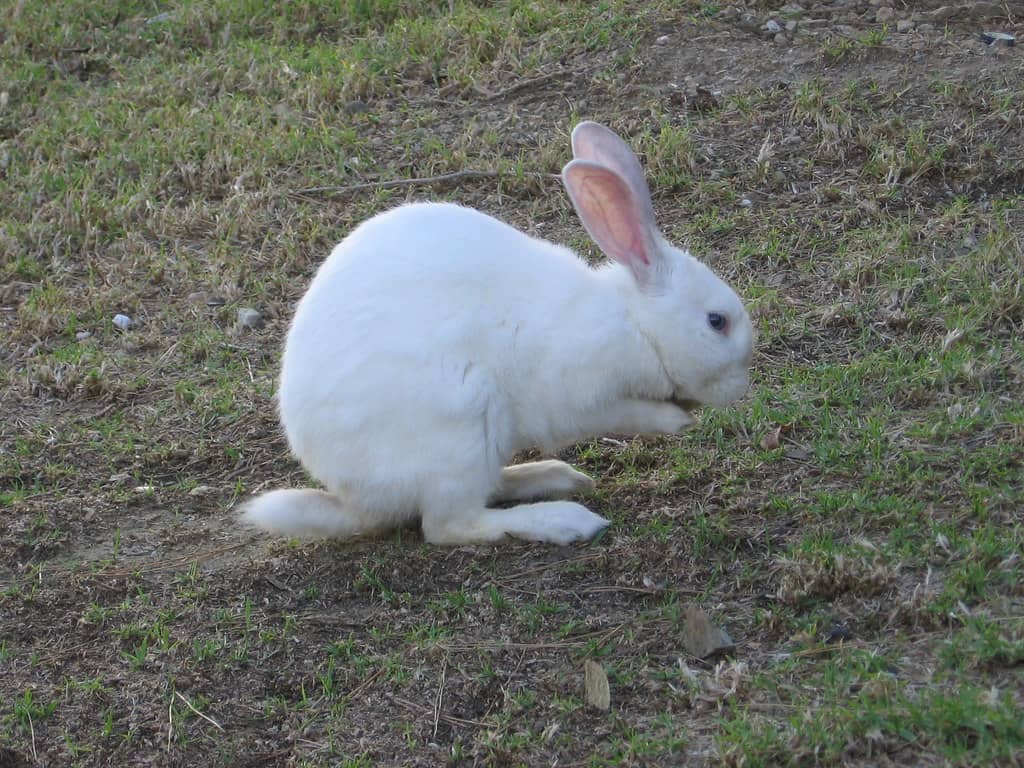 Wildlife Encounters