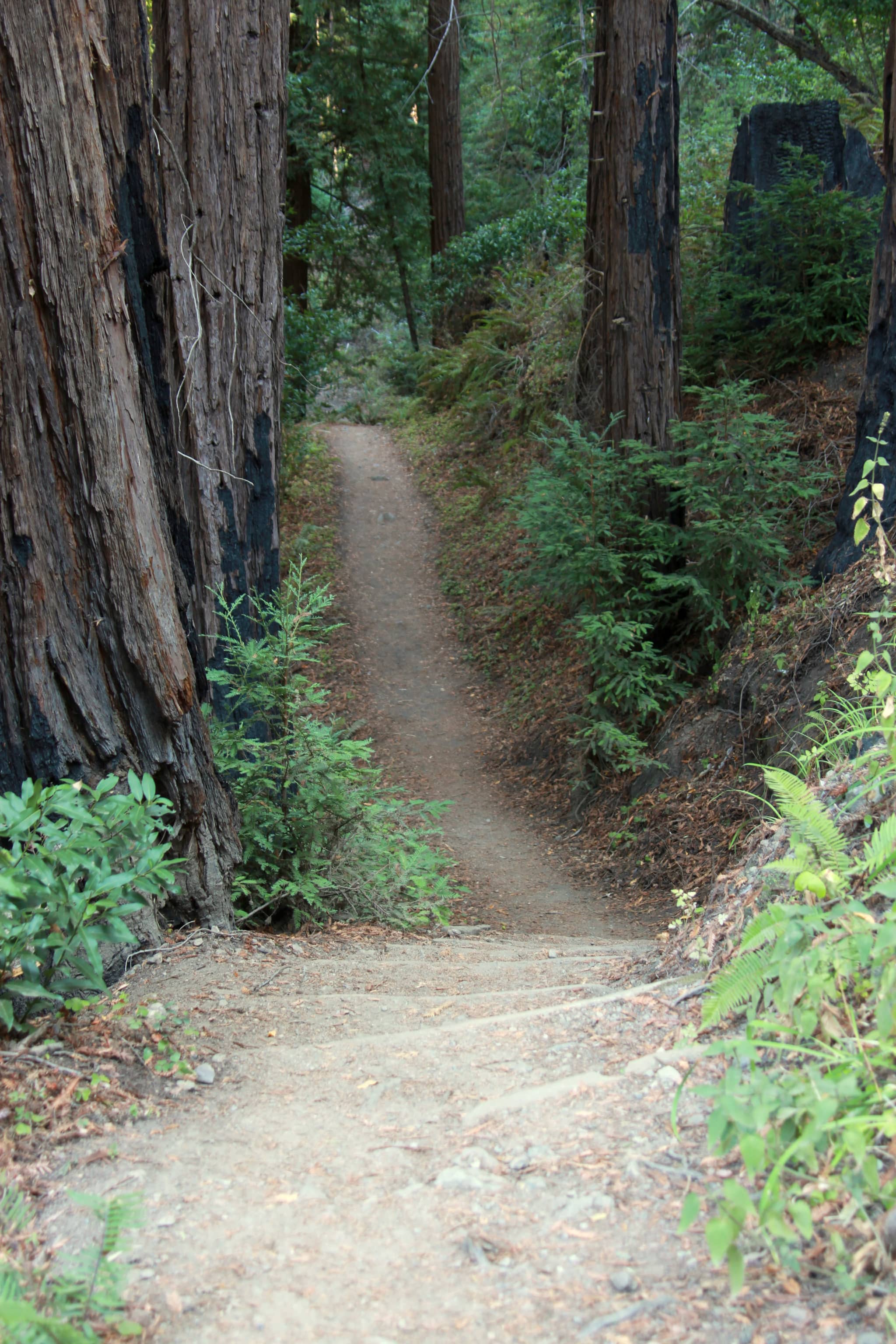 Redwood Groves