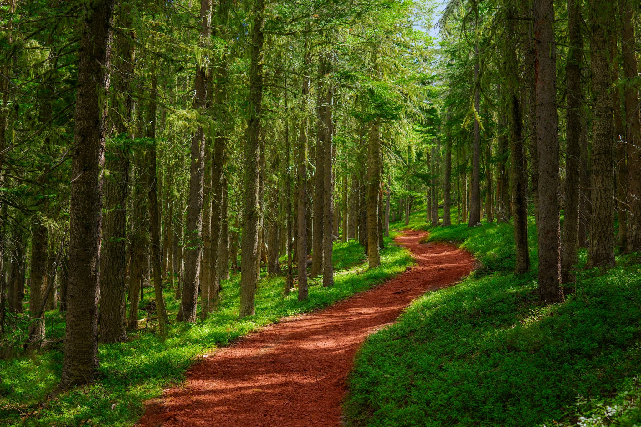 Lush Greenery