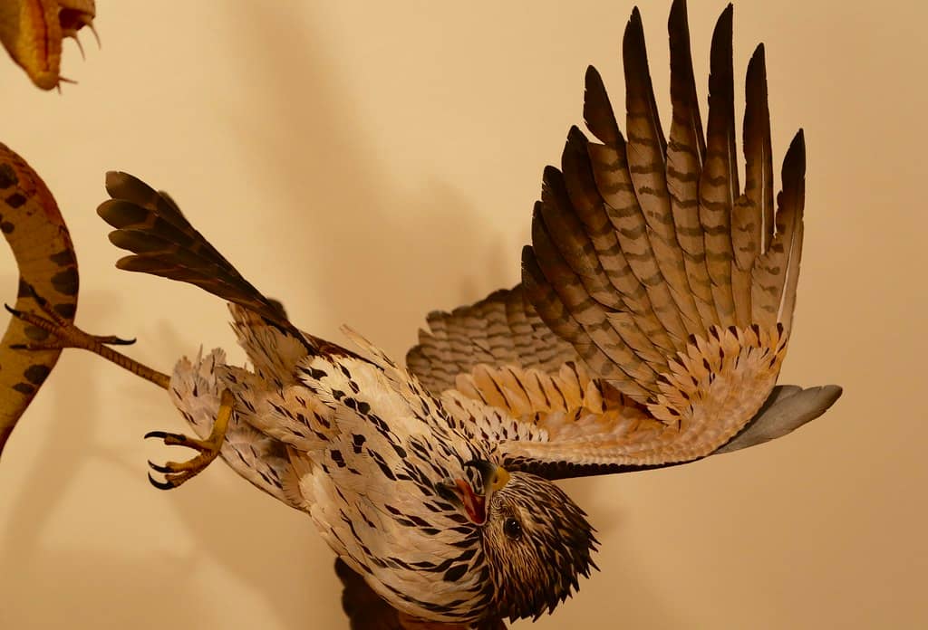 Rotating Exhibitions