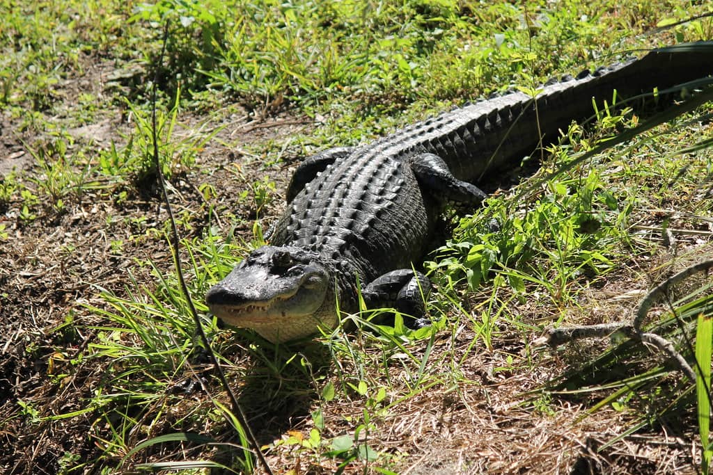 Alligator Sightings