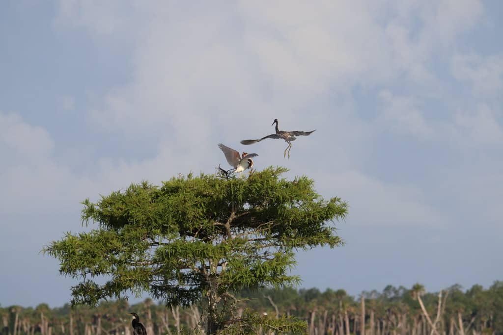Birdwatching Paradise